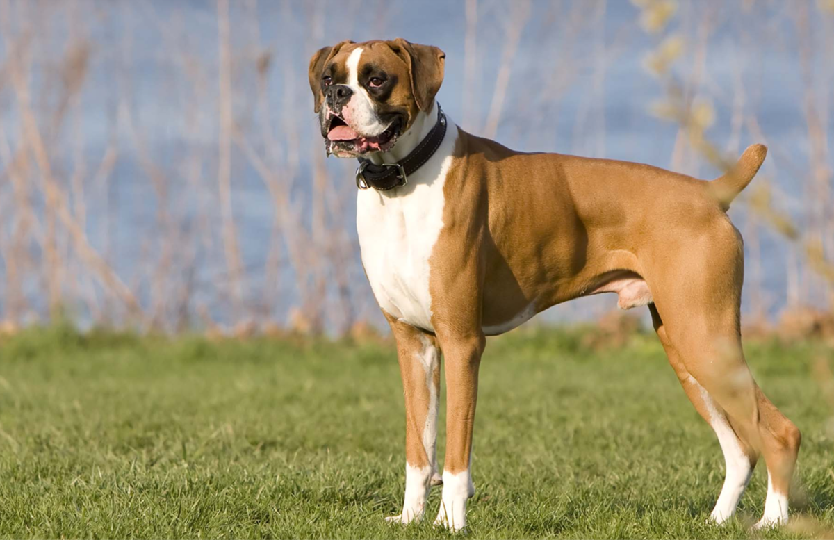 Boxer dog price sales in rupees