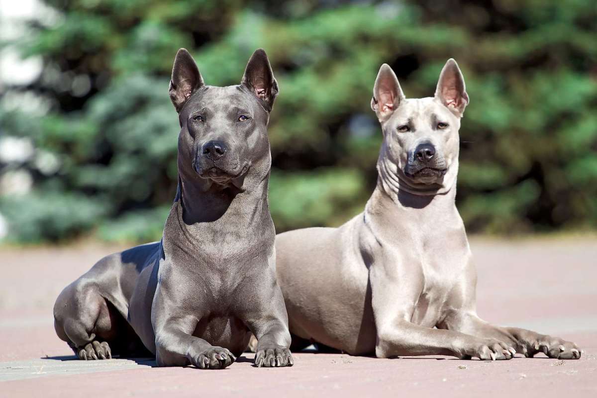 10 Most Fascinating Dog Breeds in the World