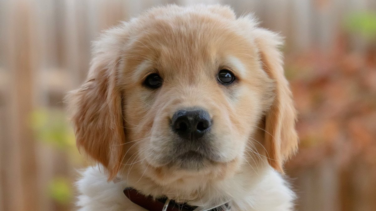 8 Things You Can Do to Help Your Golden Retriever Live Longer