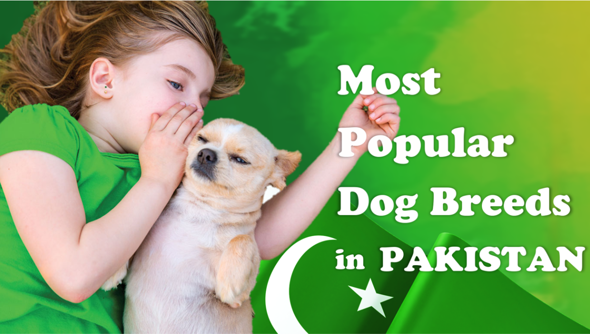 15 Most Popular Dog Breeds in Pakistan: Purchasing Price and Care