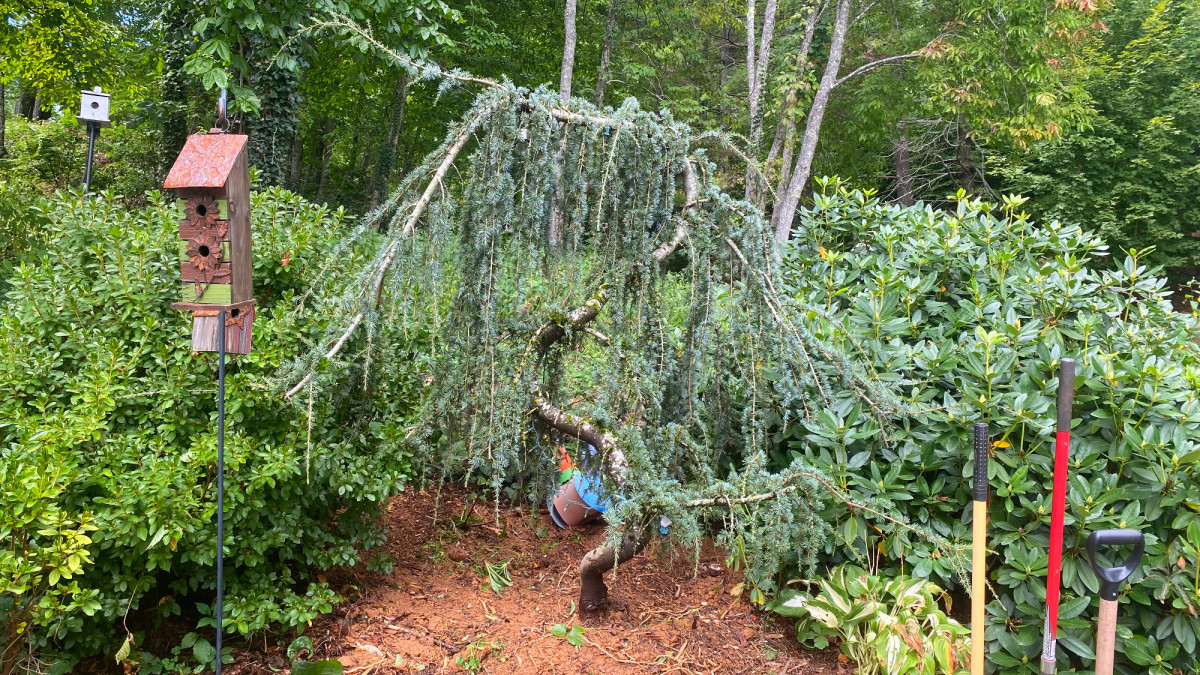 Training an Unruly Serpentine Blue Atlas Cedar