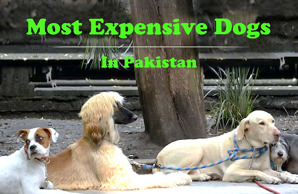 The Most Expensive Dog Outfits Money Can Buy