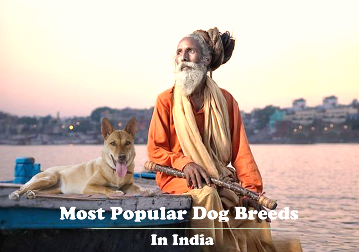 21 Most Popular Dog Breeds in India: Purchasing Price and Care