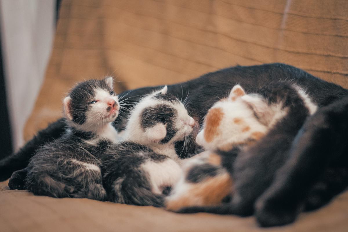 How Kittens Grow and Learn in the First Two Months