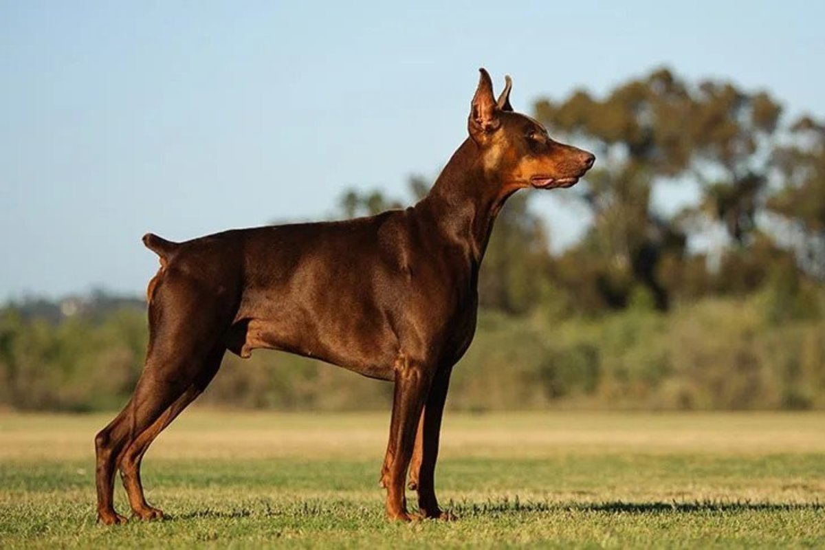 Doberman Pinschers