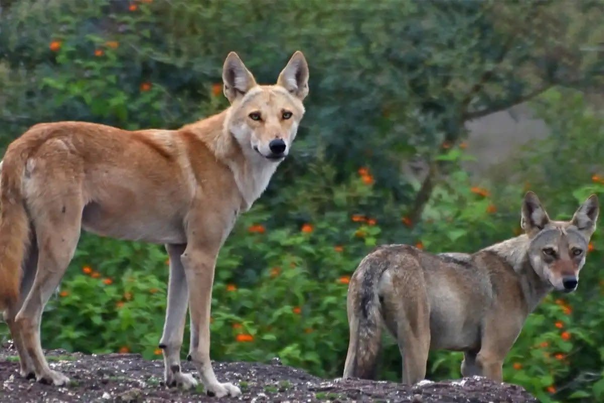 Wolf Hybrids