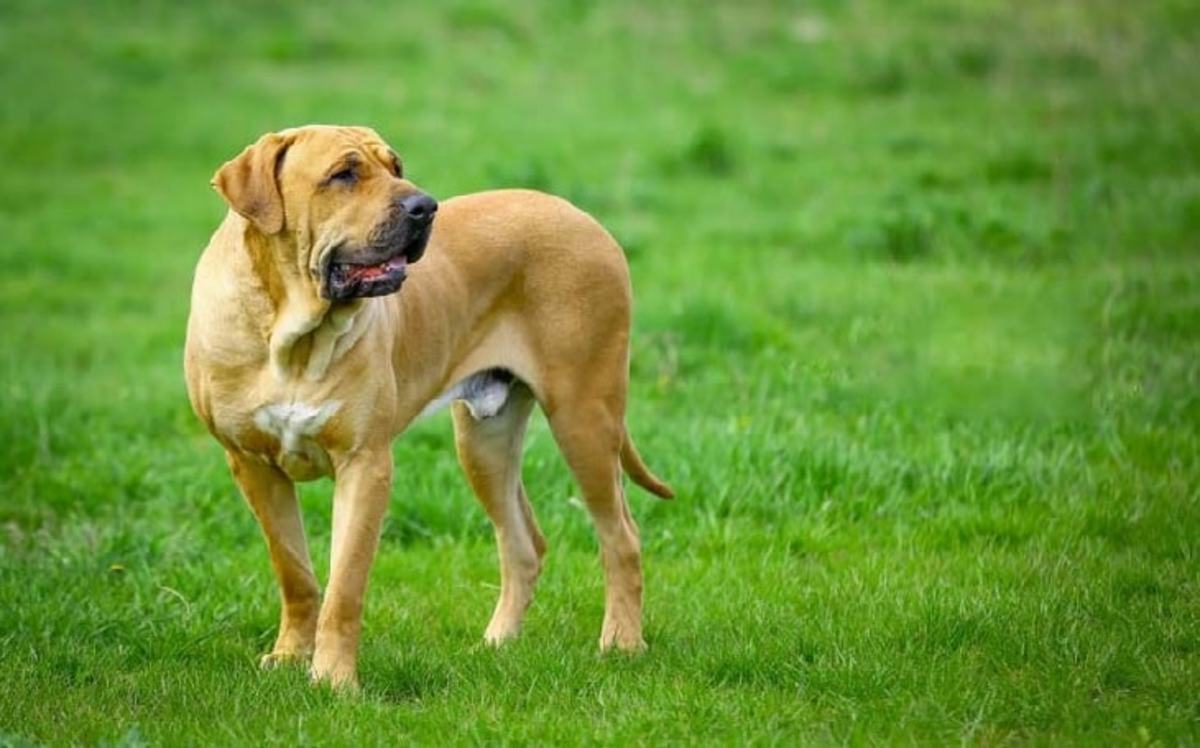 Brazilian Mastiffs