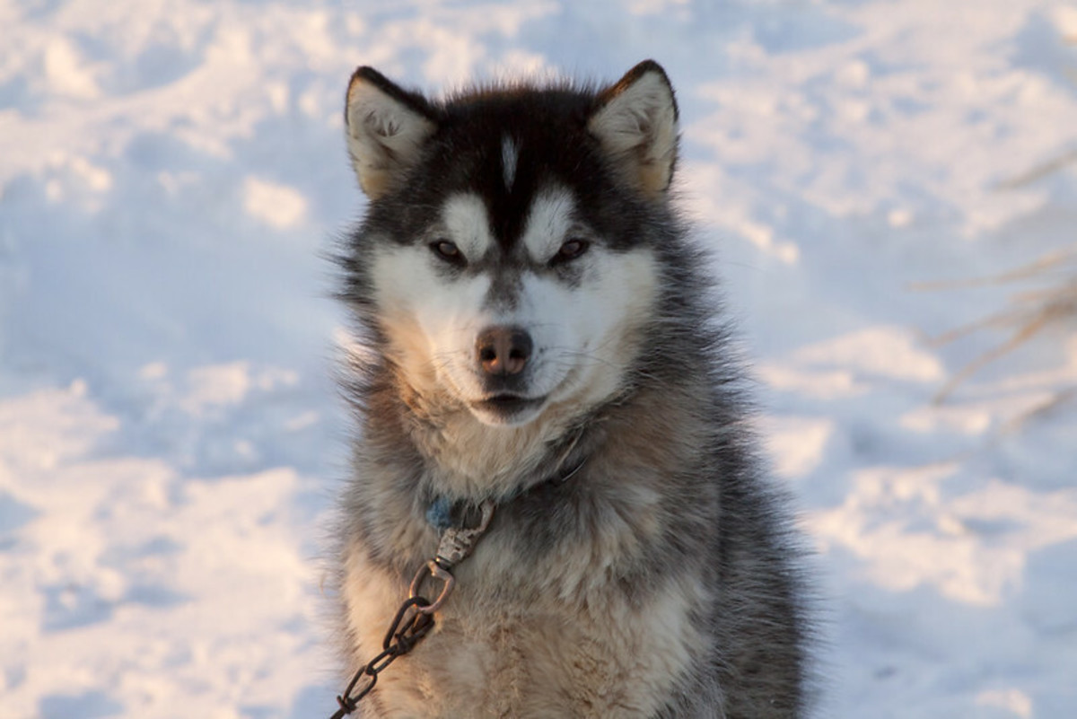 9 Dog Breeds That Look Like Wolves and Their Origins - HubPages