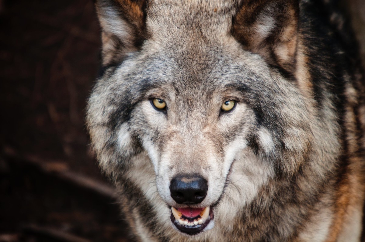 9 Dog Breeds That Look Like Wolves and Their Origins