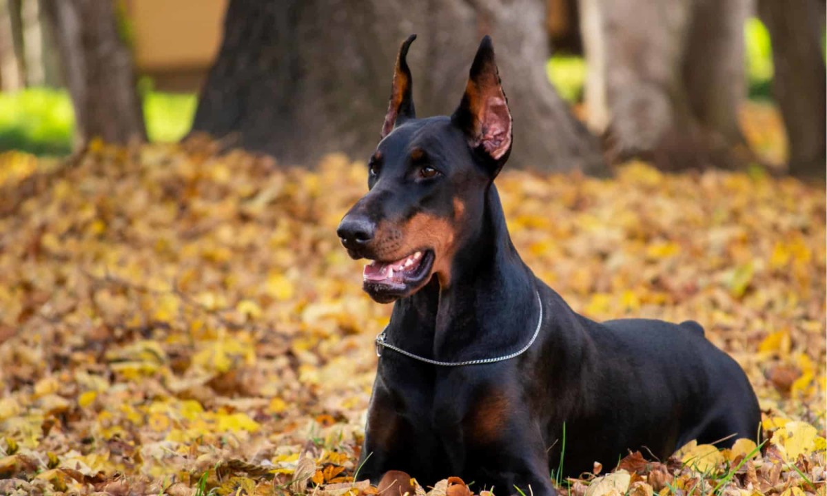 Doberman Pinscher