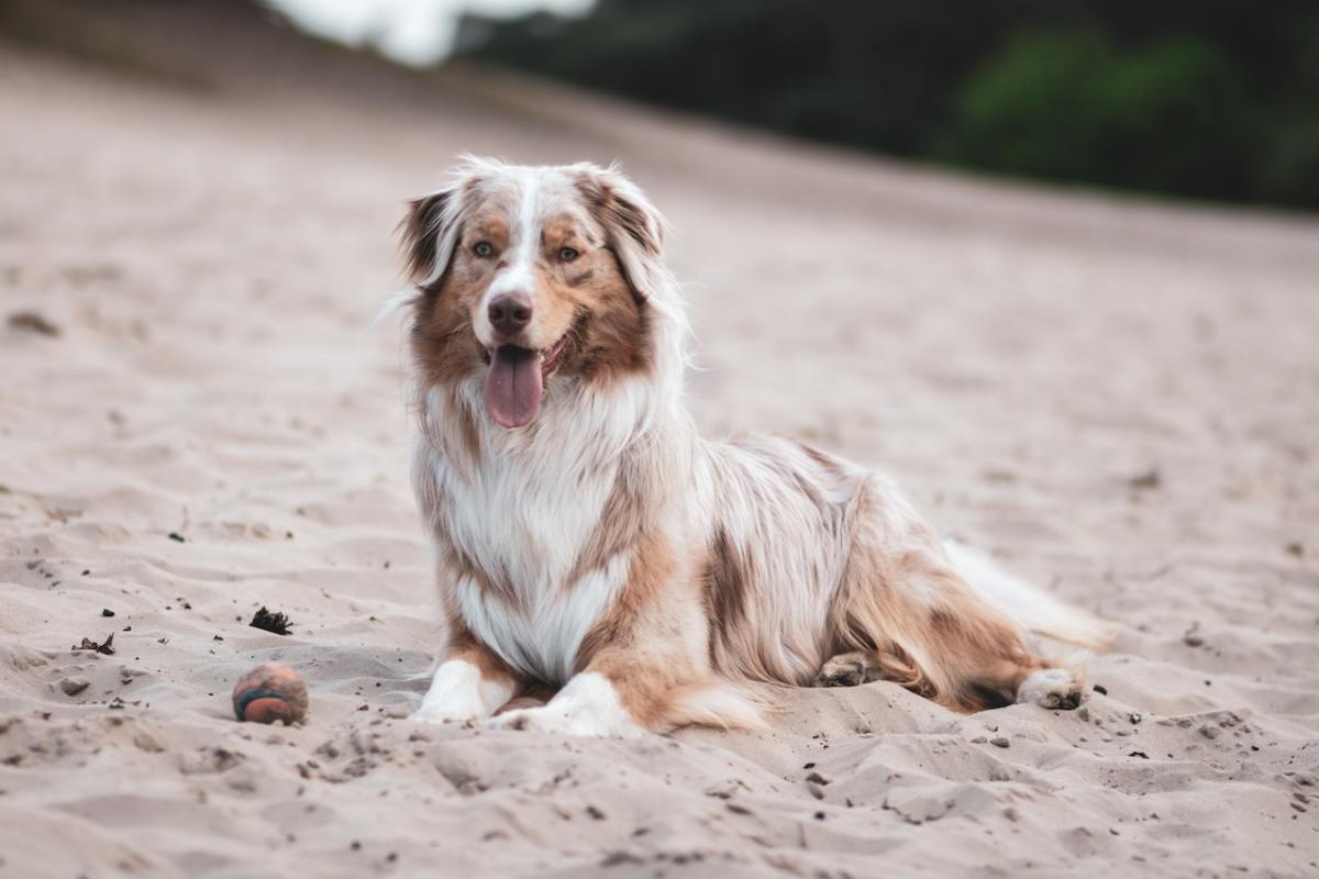 Australian Shepherd Australian Shepherd