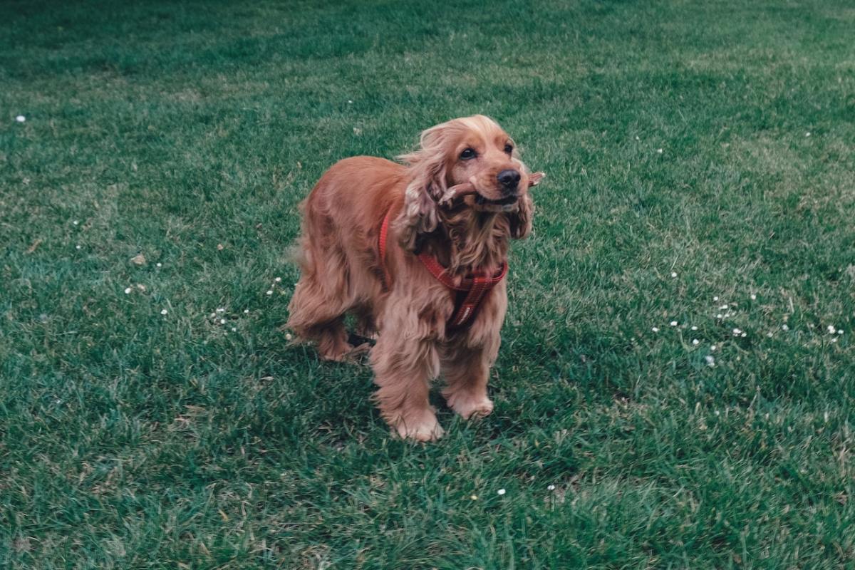 Cocker Spaniel Cocker Spaniel