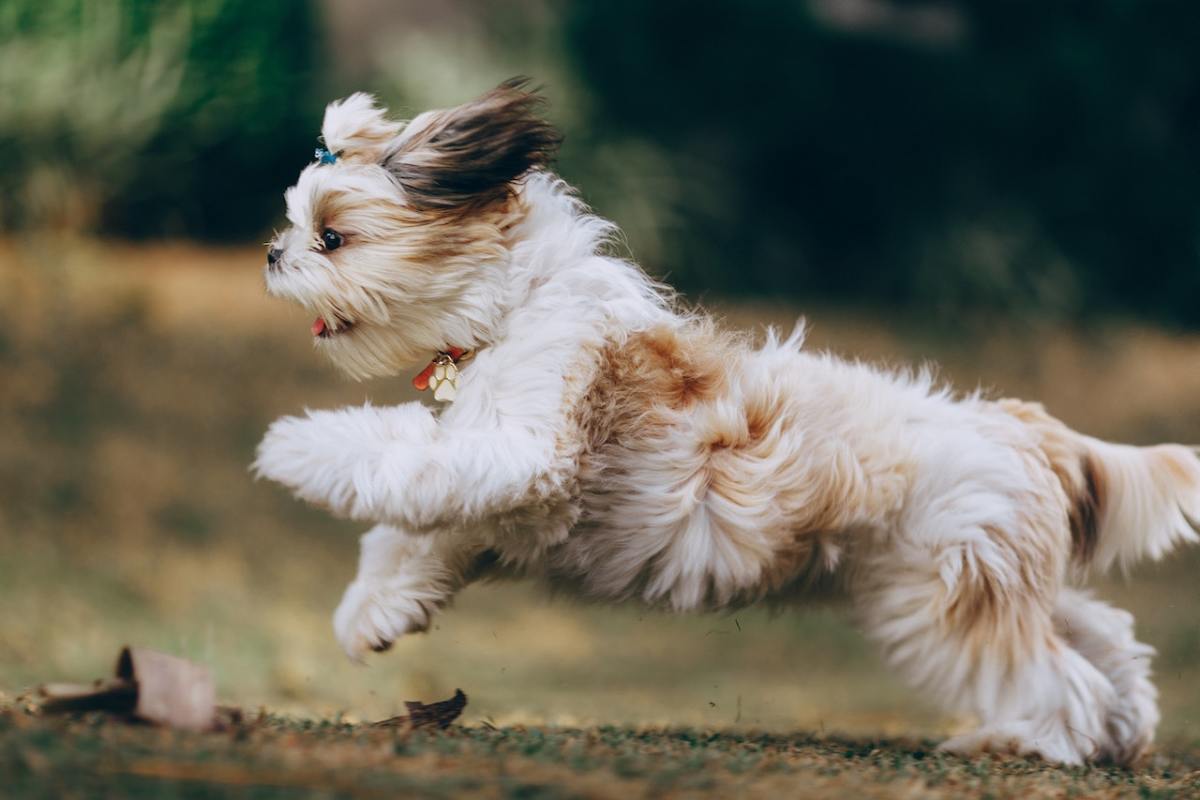 Shih Tzu Shih Tzu