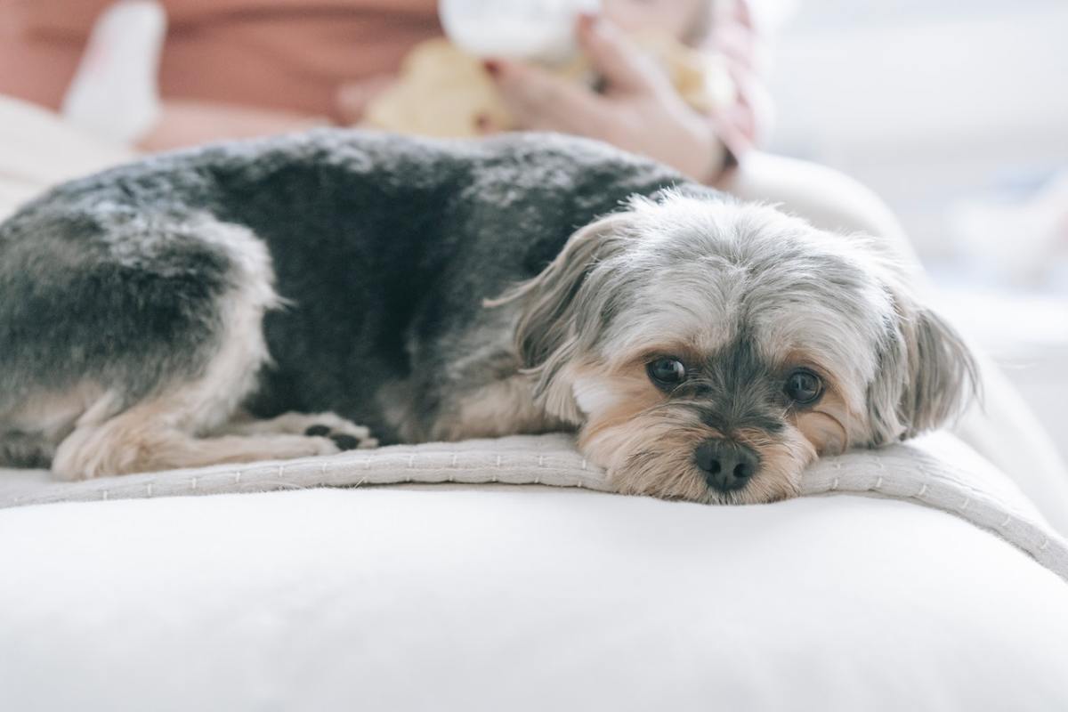 Maltese Maltese