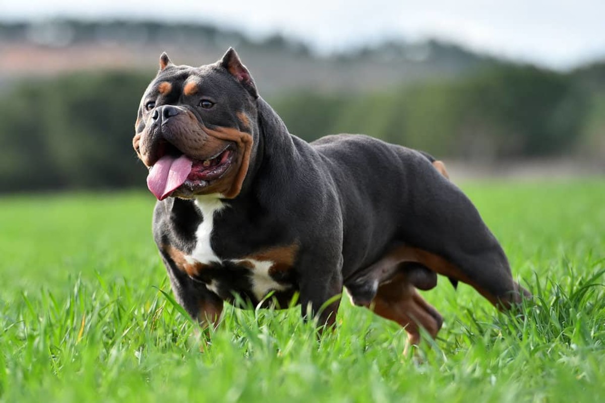 American Bully: Dog Breed History, Characteristics and More