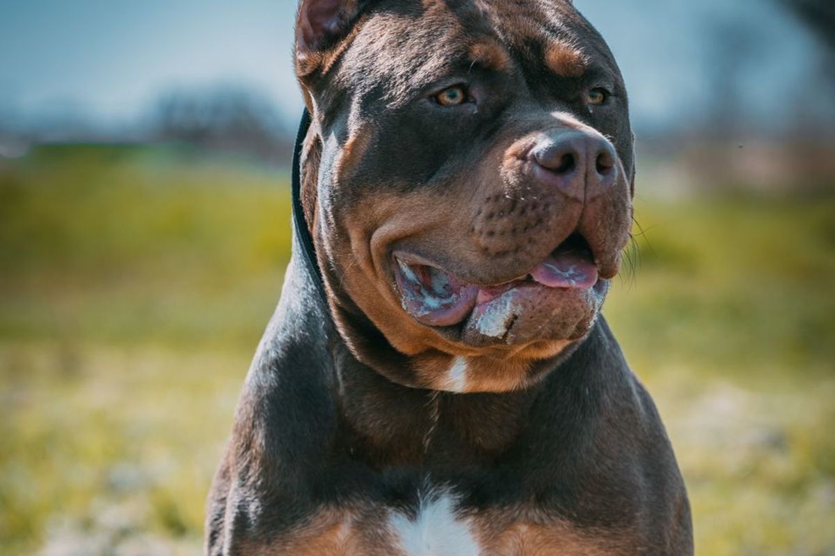 American Bully Dog Breed Information and Characteristics
