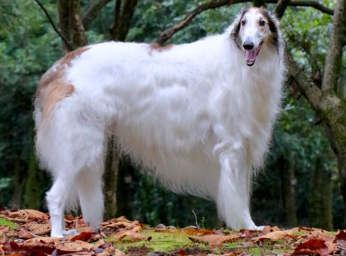 11 Unrecognised Tallest Dogs You Probably Don't Know About