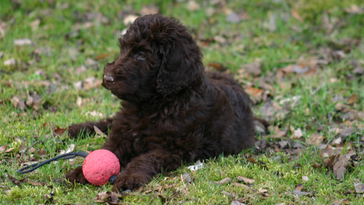 Portuguese Water Dog: The Ultimate Guide to This Energetic Breed