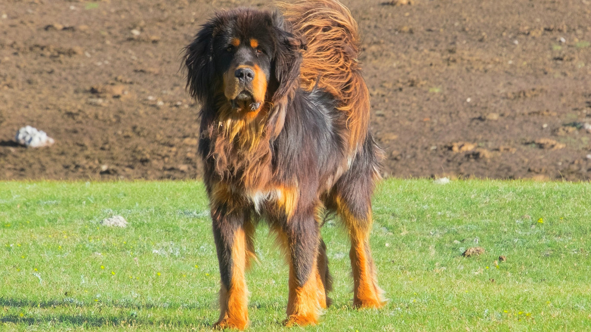 Tibetan Mastiff A Comprehensive Guide to This Majestic Breed PetHelpful