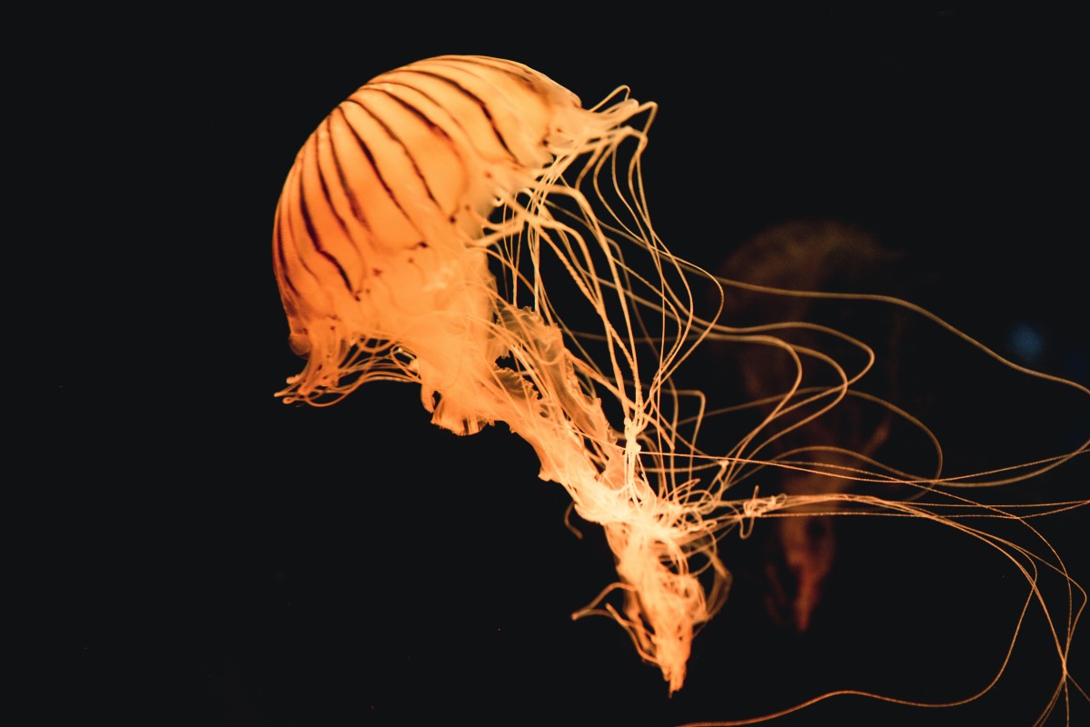 Top 5 Most Beautiful Jellyfish in the World