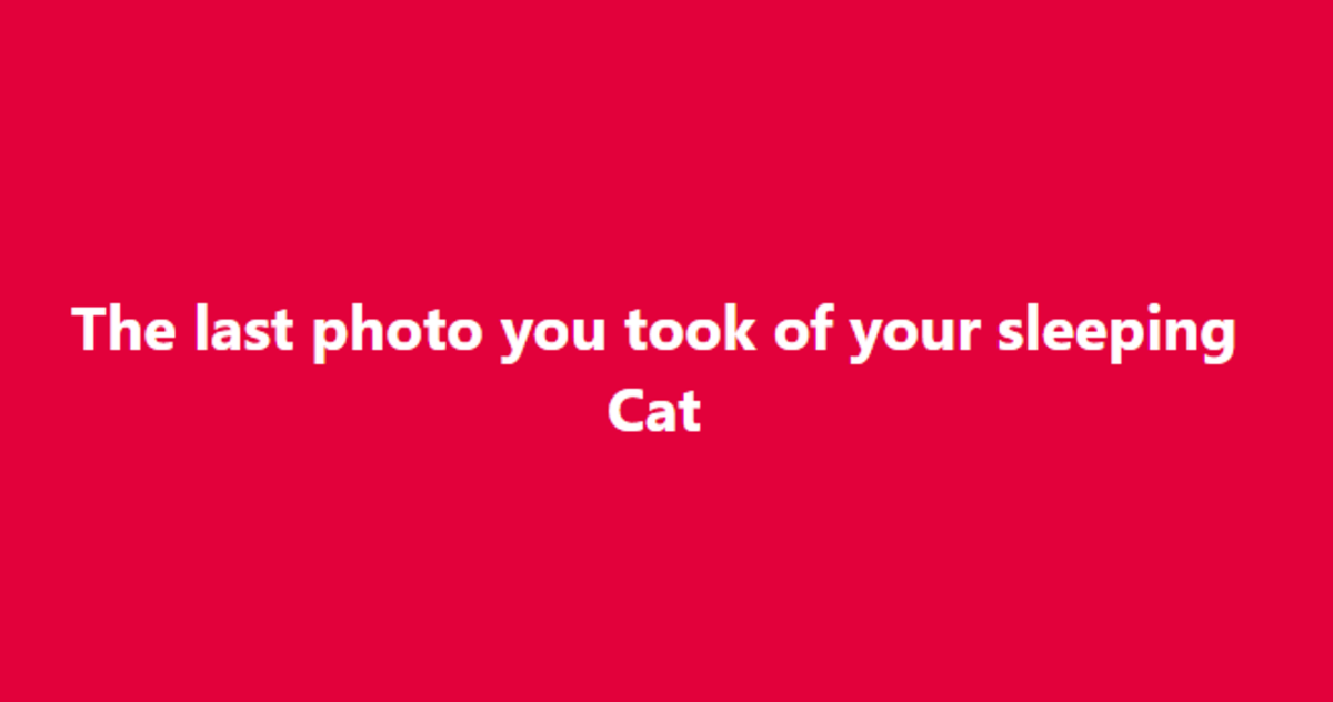 The Last Photo You Took of Your Sleeping Cat