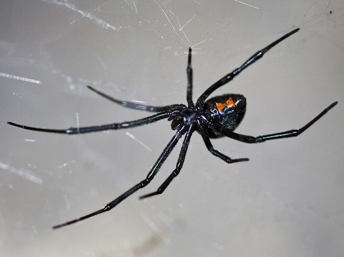 Most Dangerous Spiders in California