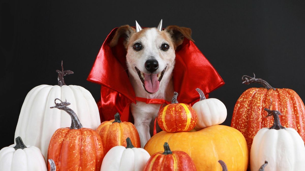 10 DIY Halloween Dog Costumes That Won’t Drive Them Crazy