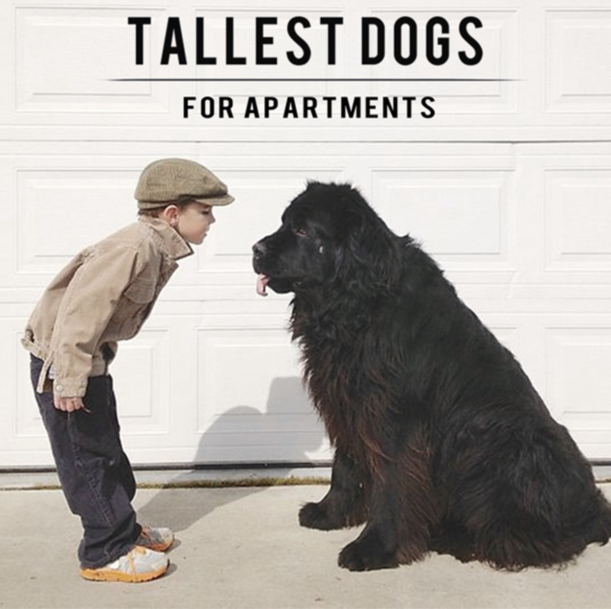 11 Tallest Dogs For Apartments