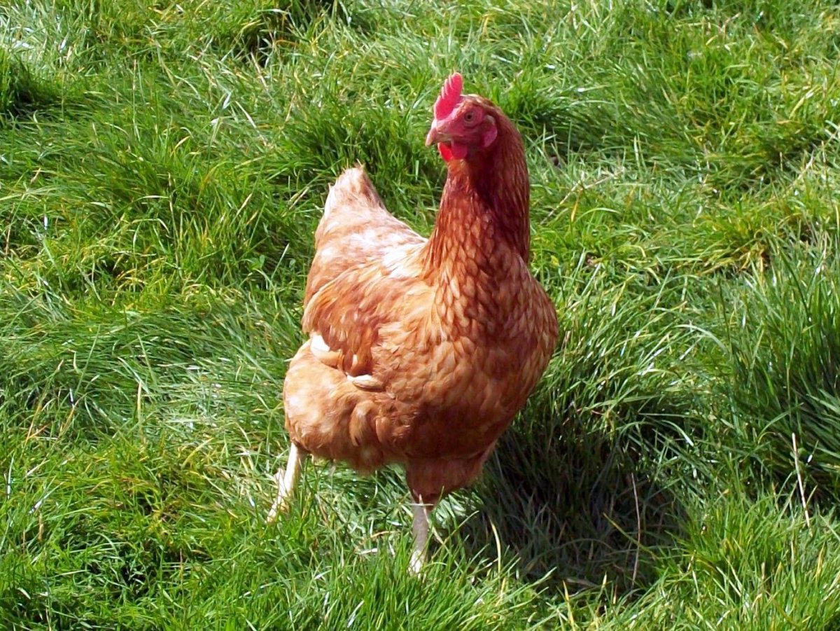 Fishing for Chickens in Tennessee SkyAboveUs