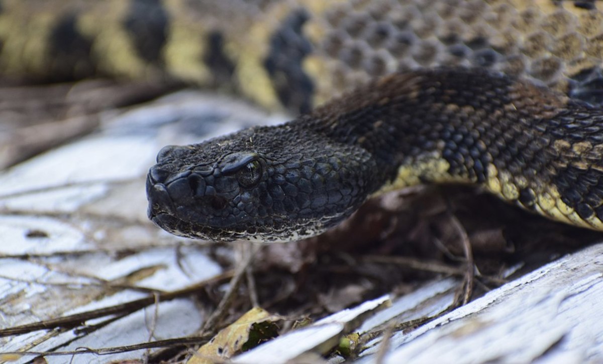 6 Most Dangerous Snakes in Florida - Owlcation