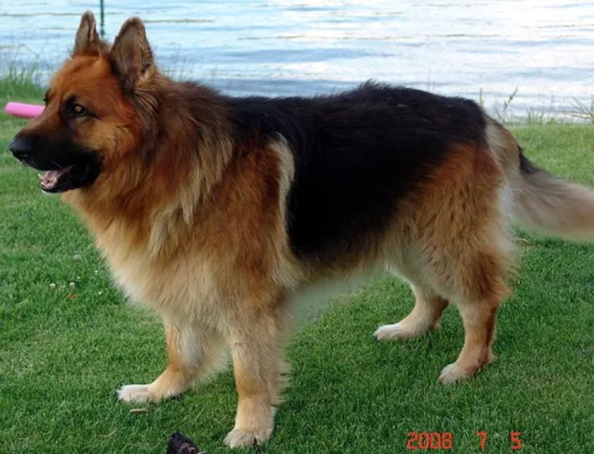 Worlds largest fashion german shepherd