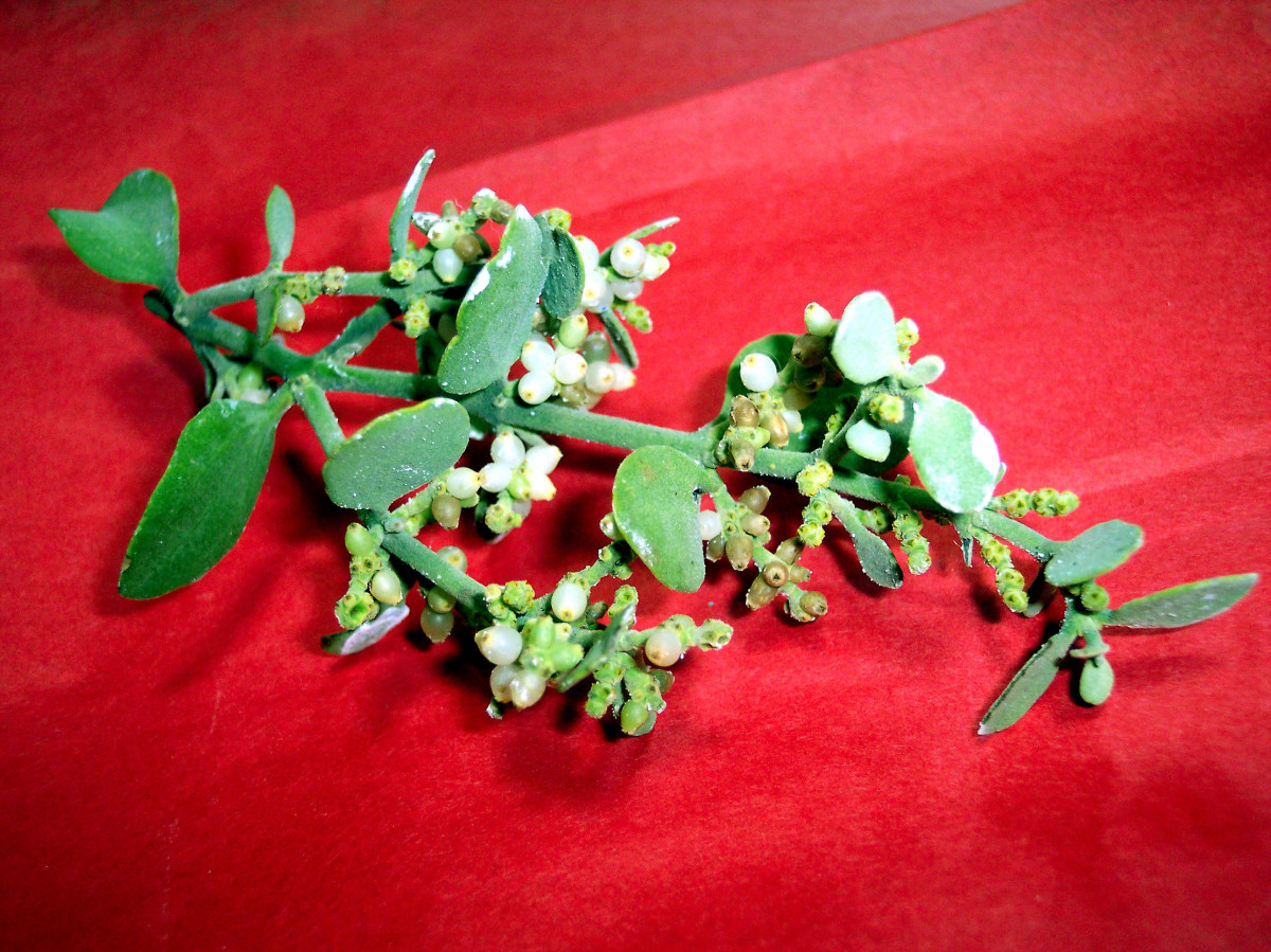 Homeopathic Mistletoe Extract Works Against Cancer