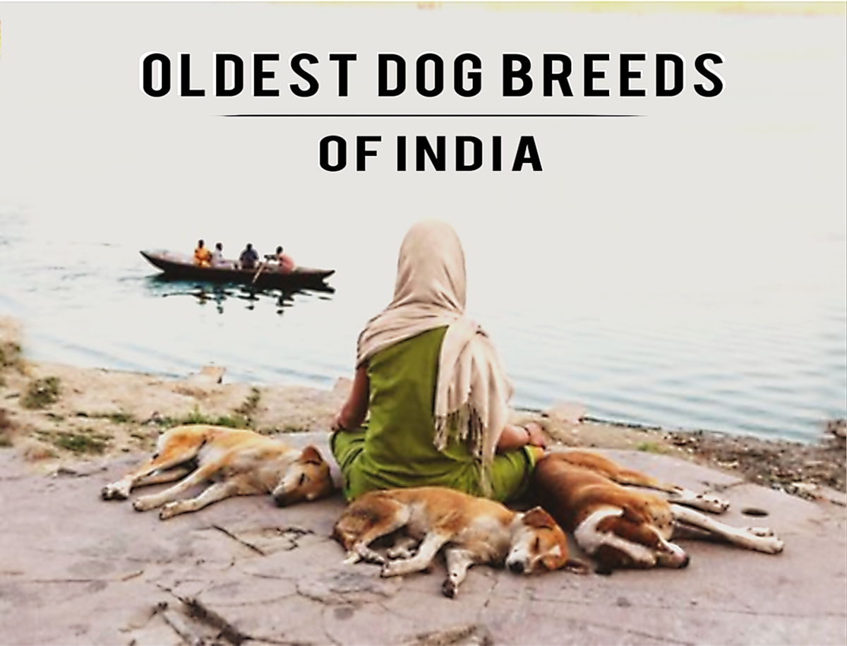 Eight Oldest Dog Breeds of India And Their Presence In History