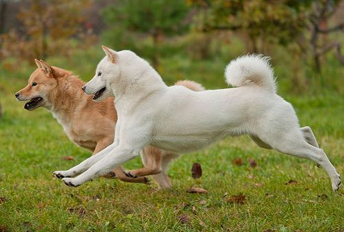 The 10 Ancient Dog Breeds That Still Exist - HubPages