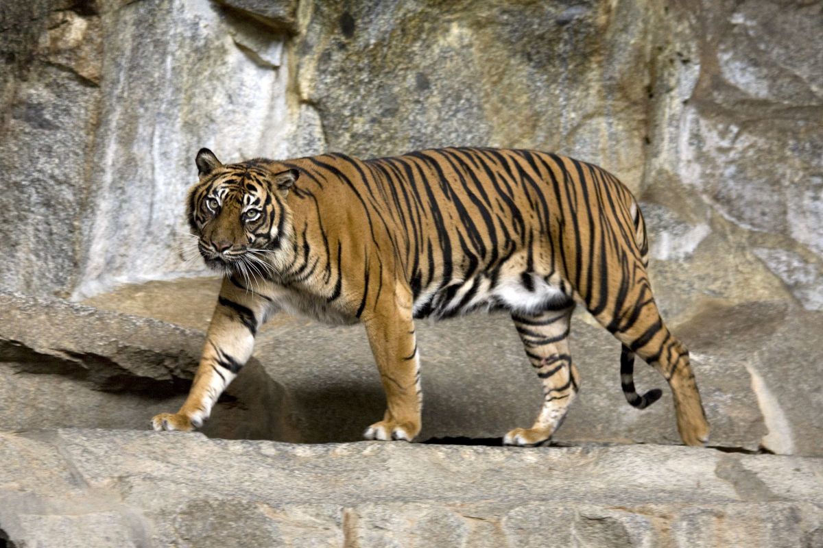 9 Rare Animals Native to Indonesia - HubPages