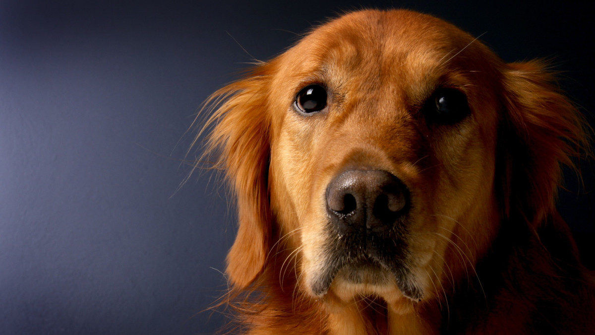 5 Main Reasons Golden Retrievers Die Young