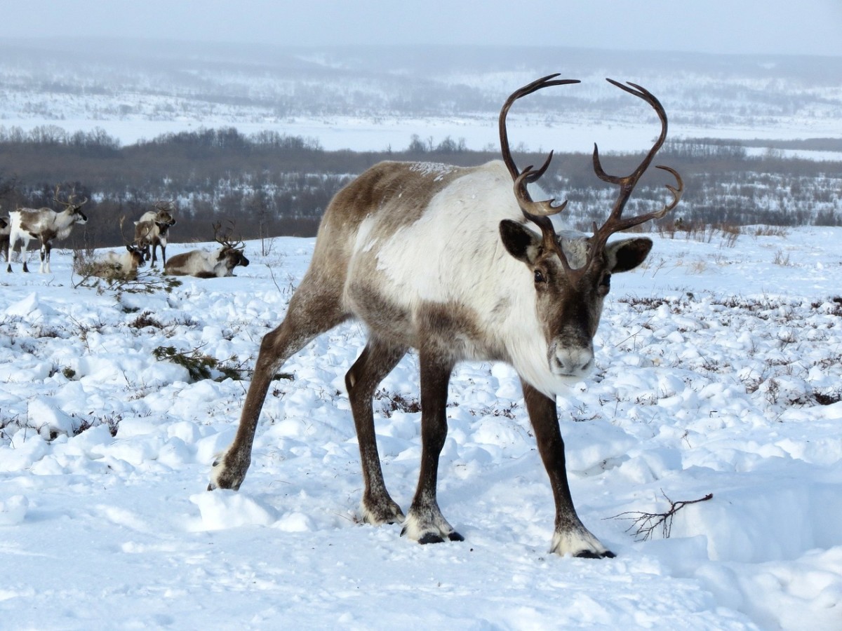 The Reindeer: Natures Perfect Pole-Trotter