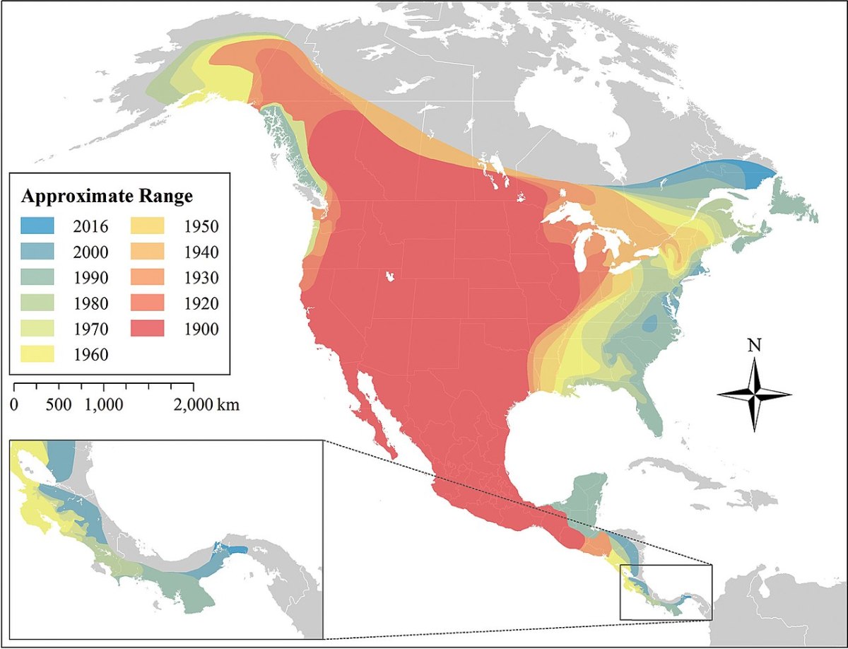 How Coyotes Live Wild In City Neighborhoods HubPages   How Coyotes Live In City Neighborhoods 