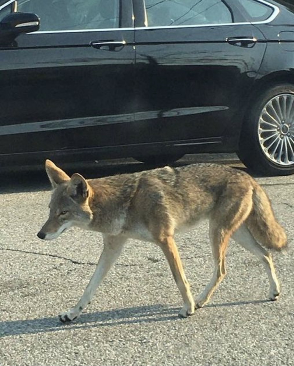 How Coyotes Live Wild In City Neighborhoods