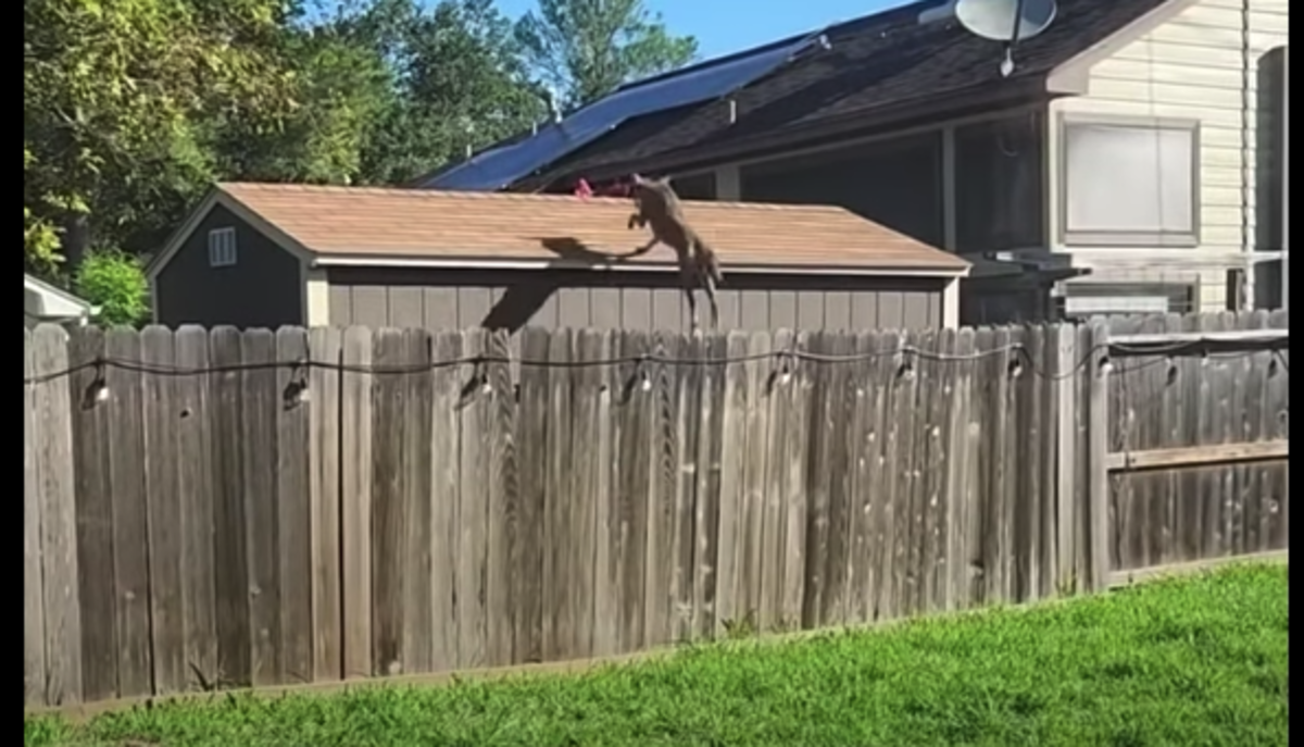 How Coyotes Live Wild in City Neighborhoods PetHelpful