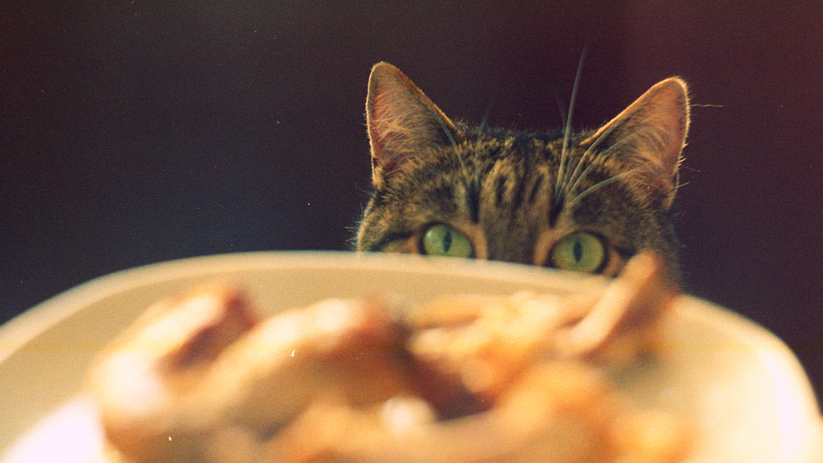 How Much And How Often Should I Feed My Senior Cat PetHelpful