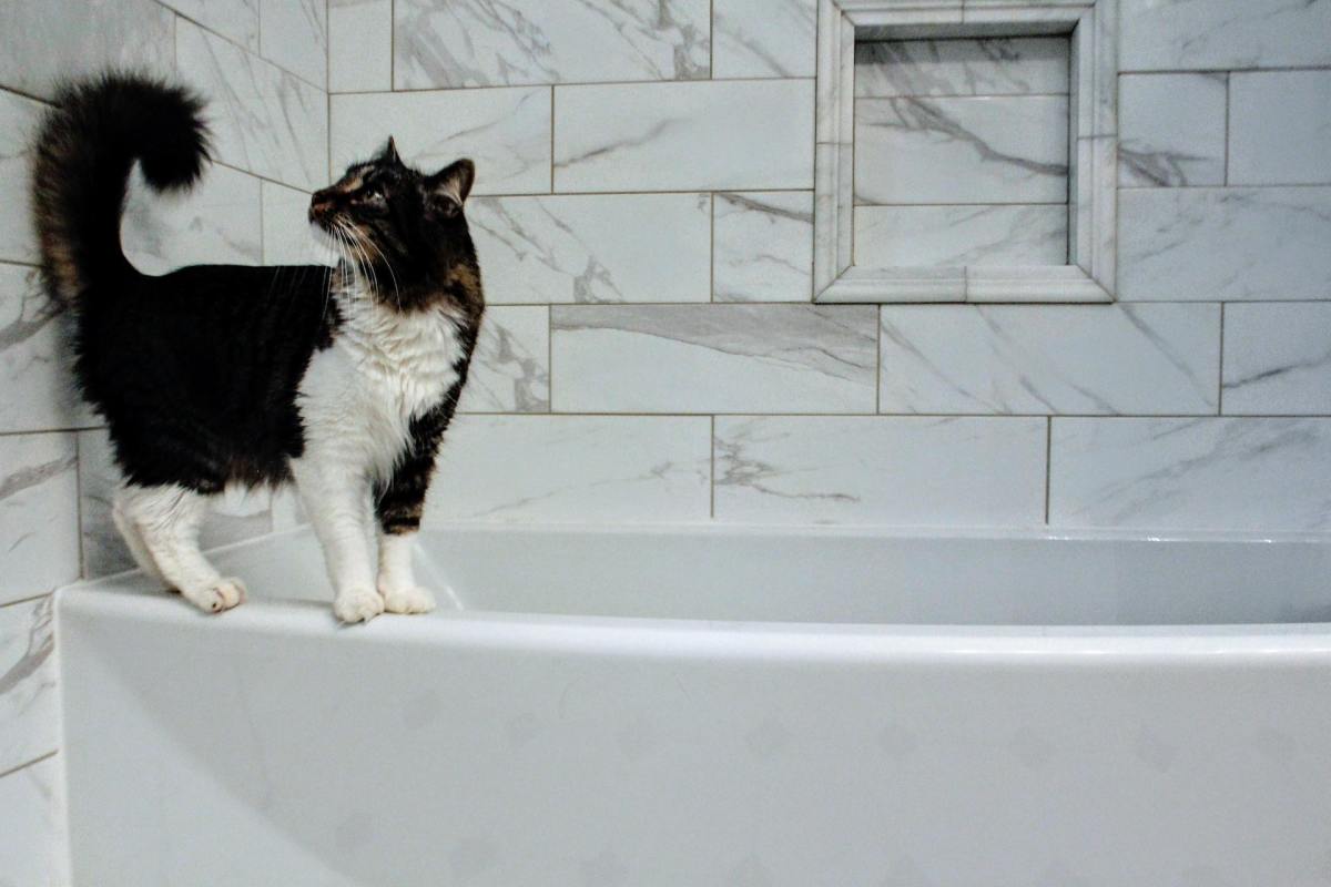11 Good Reasons Your Cat Follows You to the Bathroom