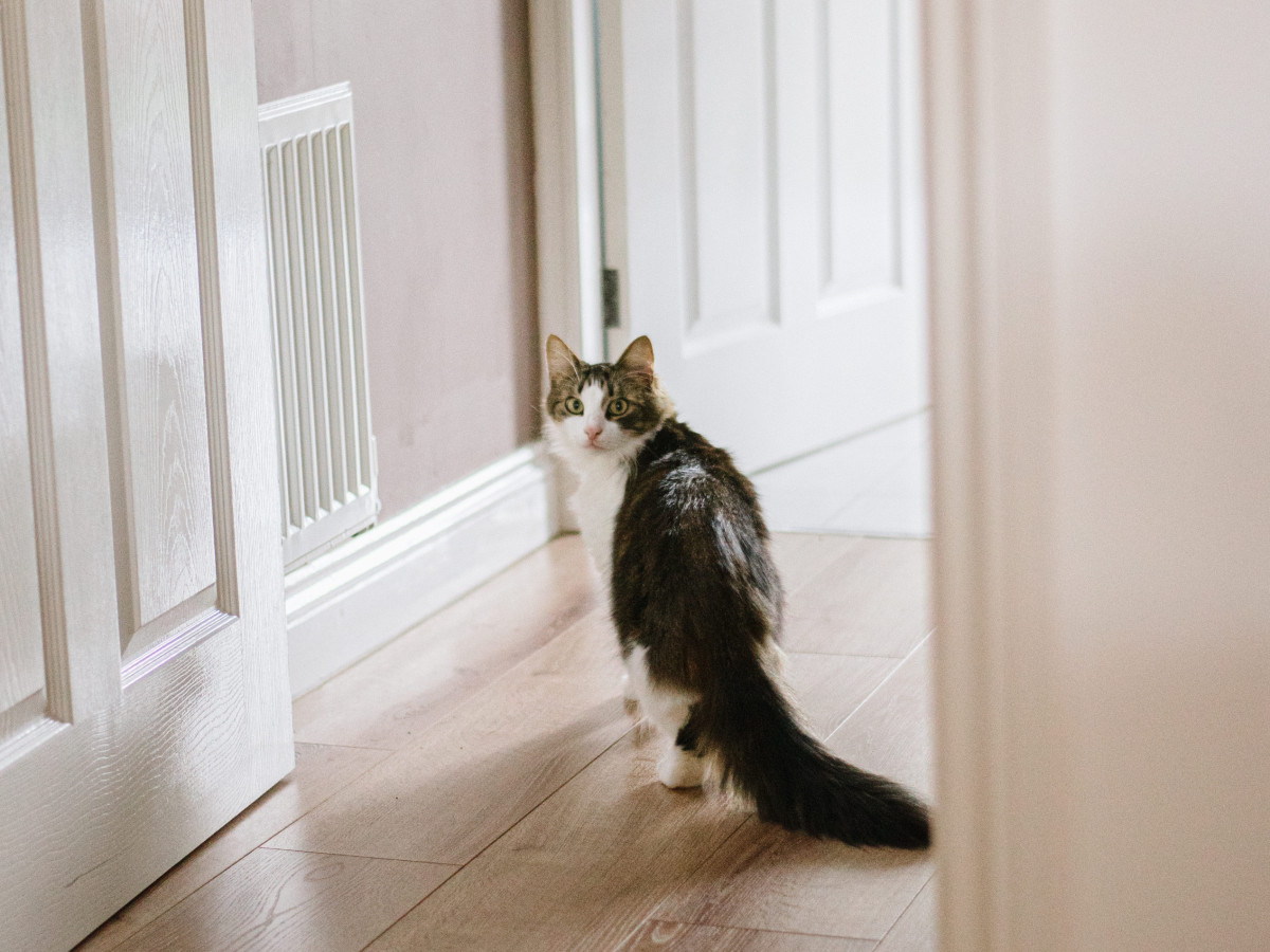 11 Good Reasons Your Cat Follows You to the Bathroom PetHelpful