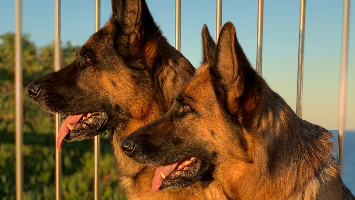 Can Two Female German Shepherds Live Together and Get Along?