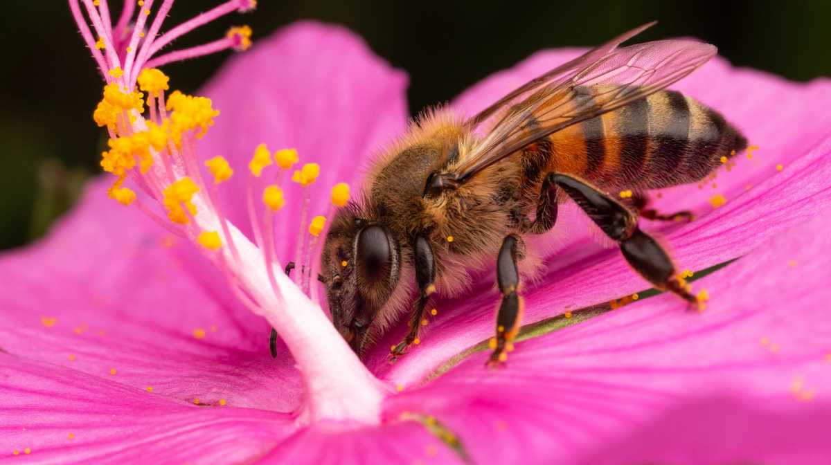 Interesting Facts about the Amazing Honey Bee