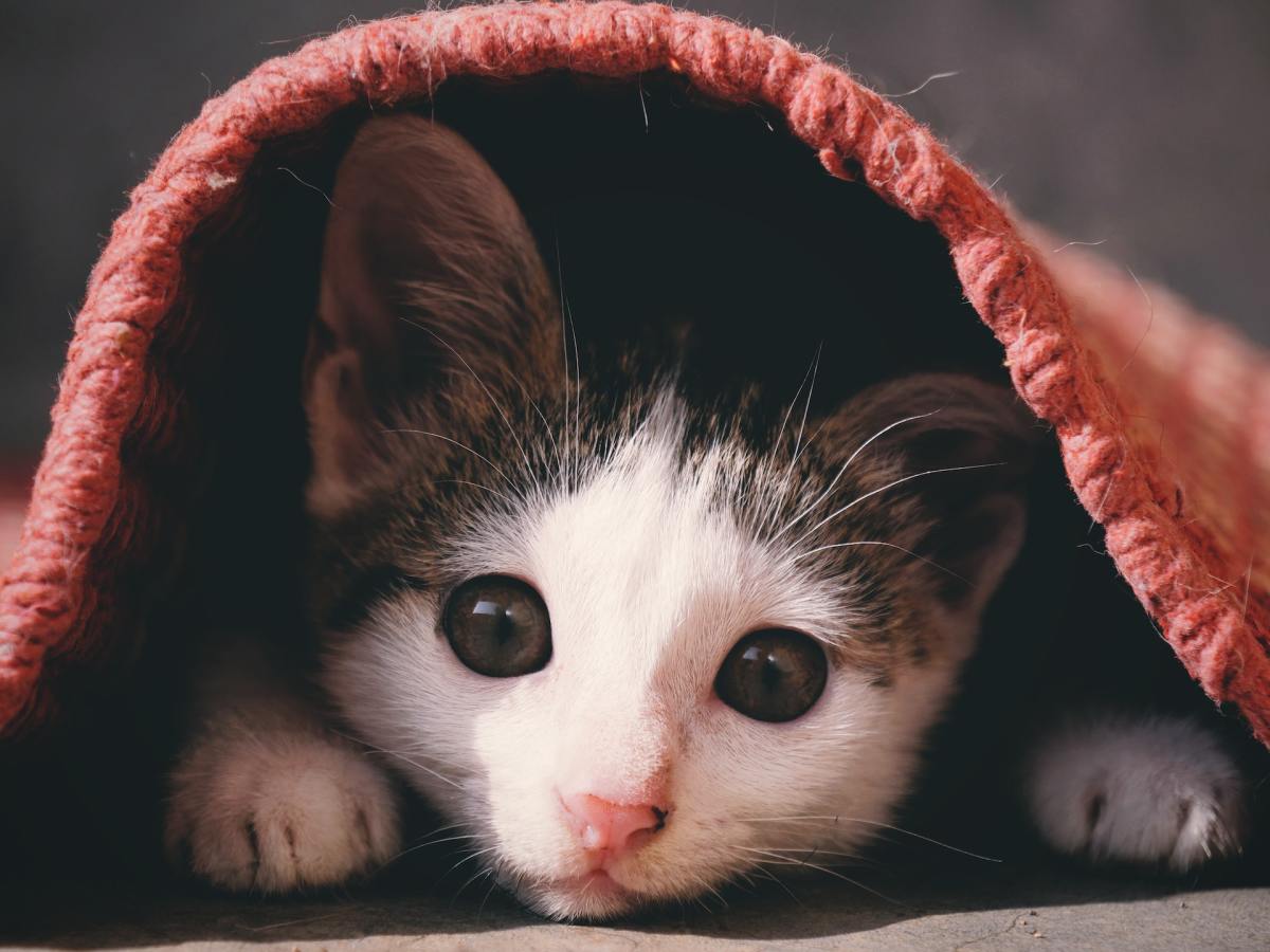 How to Find a Cat Hiding in Your House and Keep Them Safe