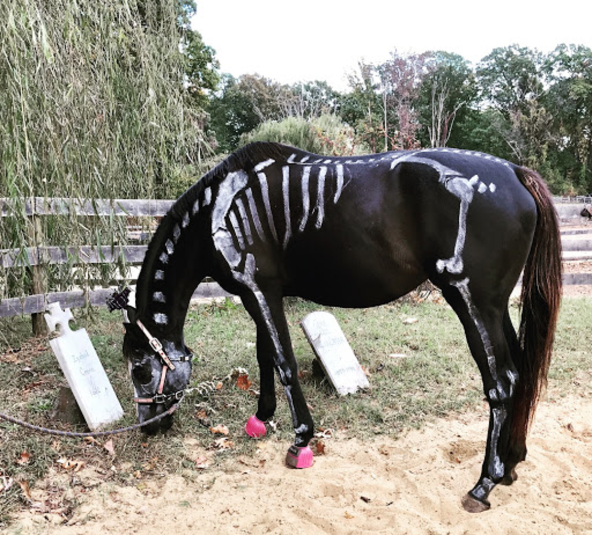 Halloween Fun With Horses - HubPages