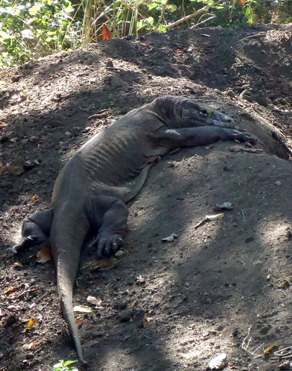 Top Facts About the Komodo Dragons of Indonesia - HubPages