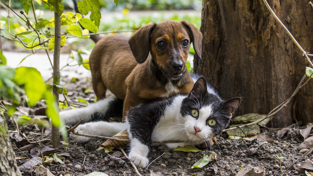 How Can I Stop My Dog From Humping My Cat?
