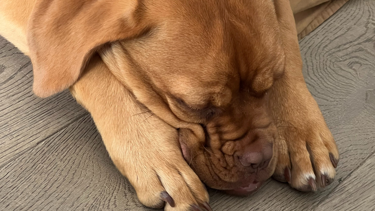 Do Puppies Bite When Overstimulated?